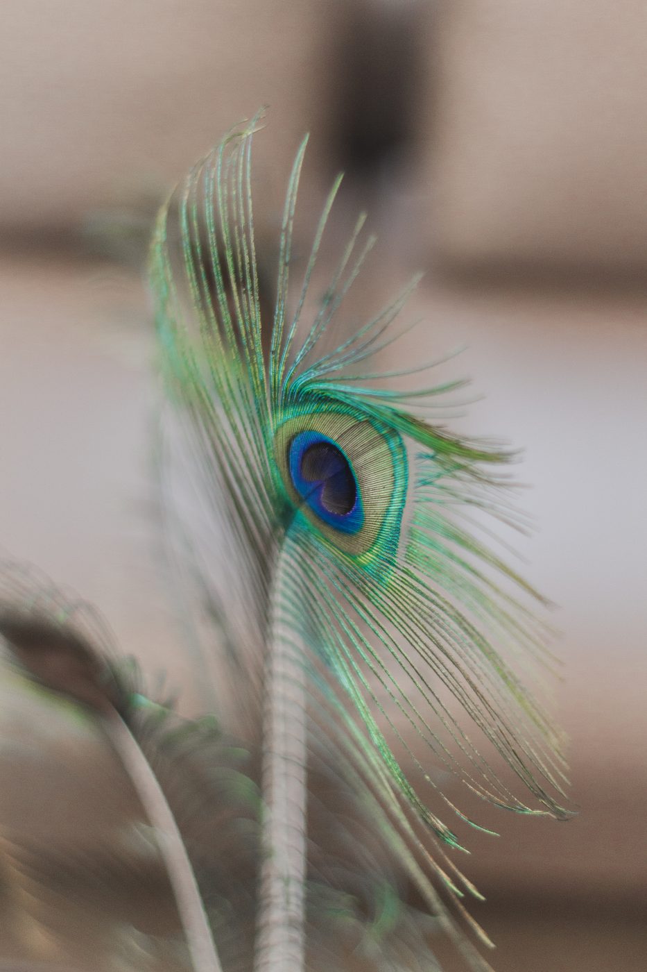 Hiša v osrčju mesta